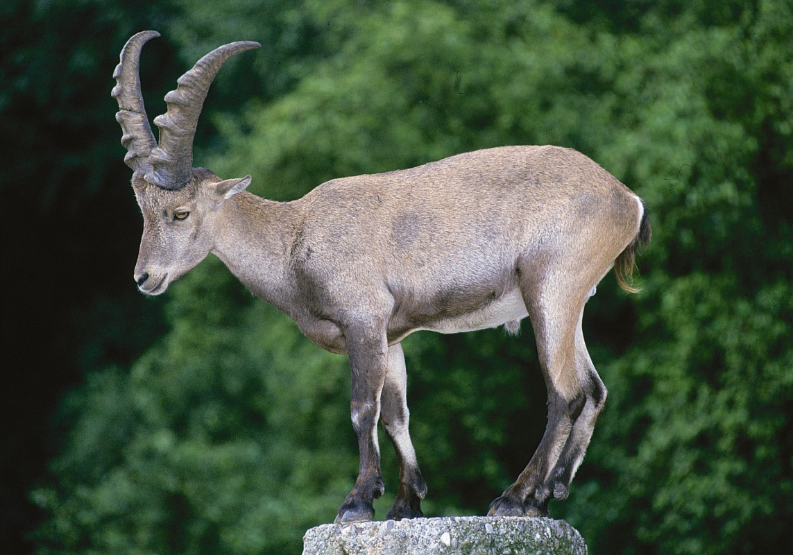 Steinbock in voller Pracht