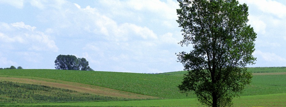 Wiesenlandschaft