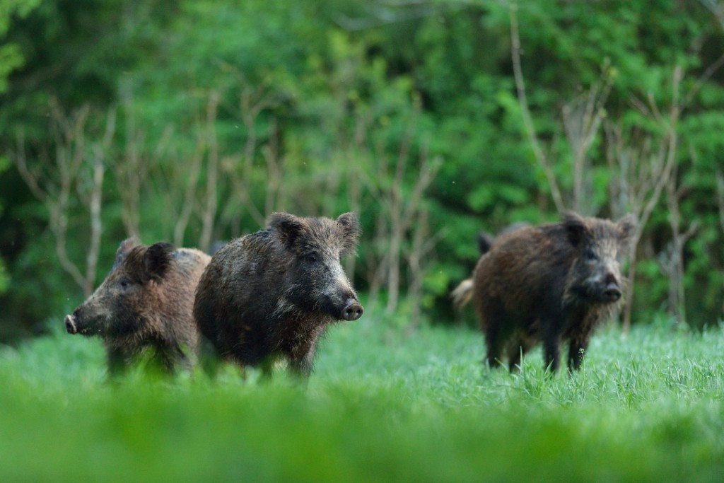 Wildschwein-Druck